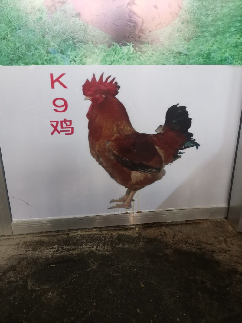 K9鸡苗存活率高，养得好，正宗大种肉鸡苗。