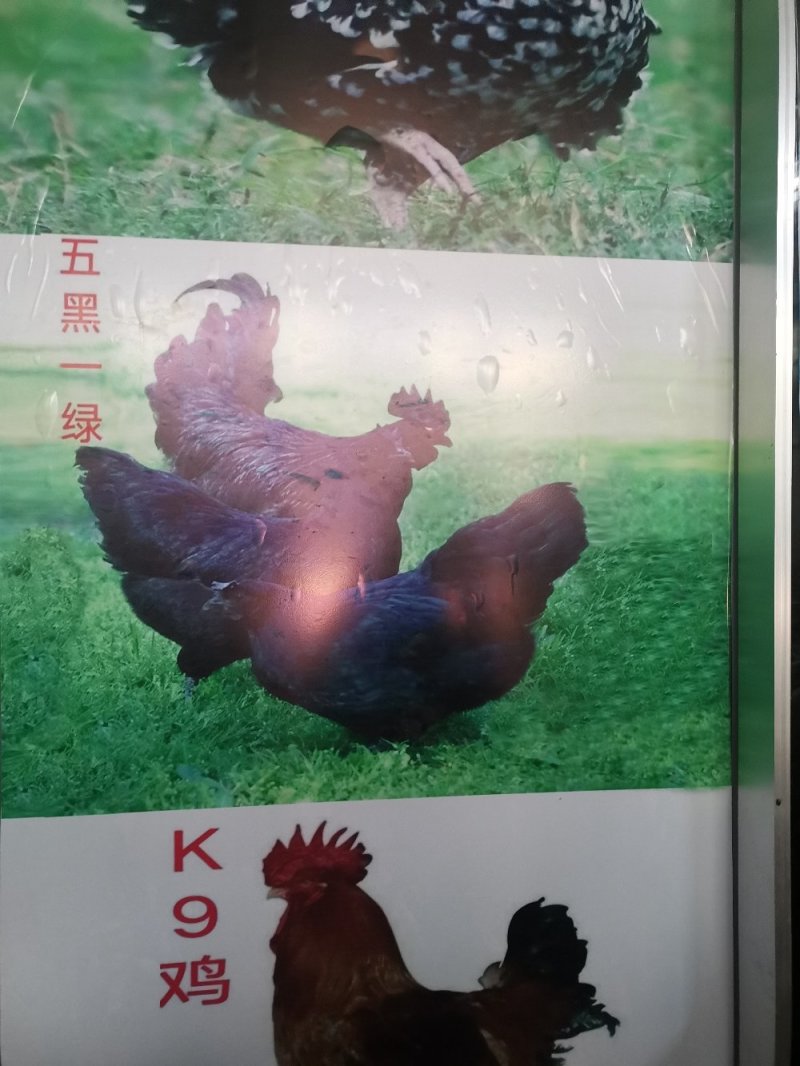 K9鸡苗存活率高，养得好，正宗大种肉鸡苗。