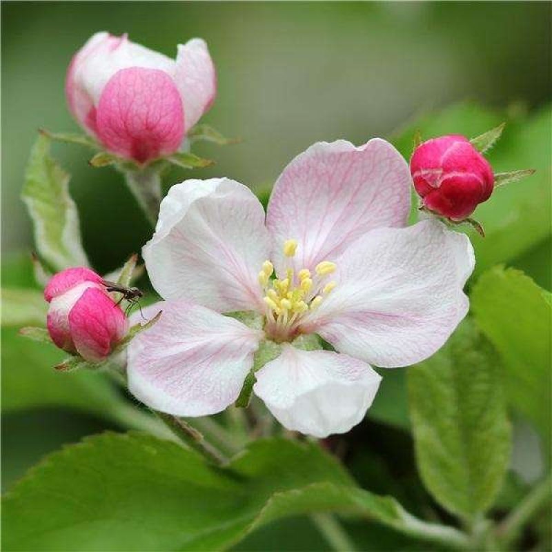 高活性苹果花蕾，花牛苹果花，授粉苹果花