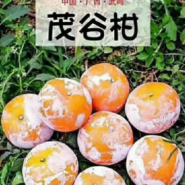 柑橘类