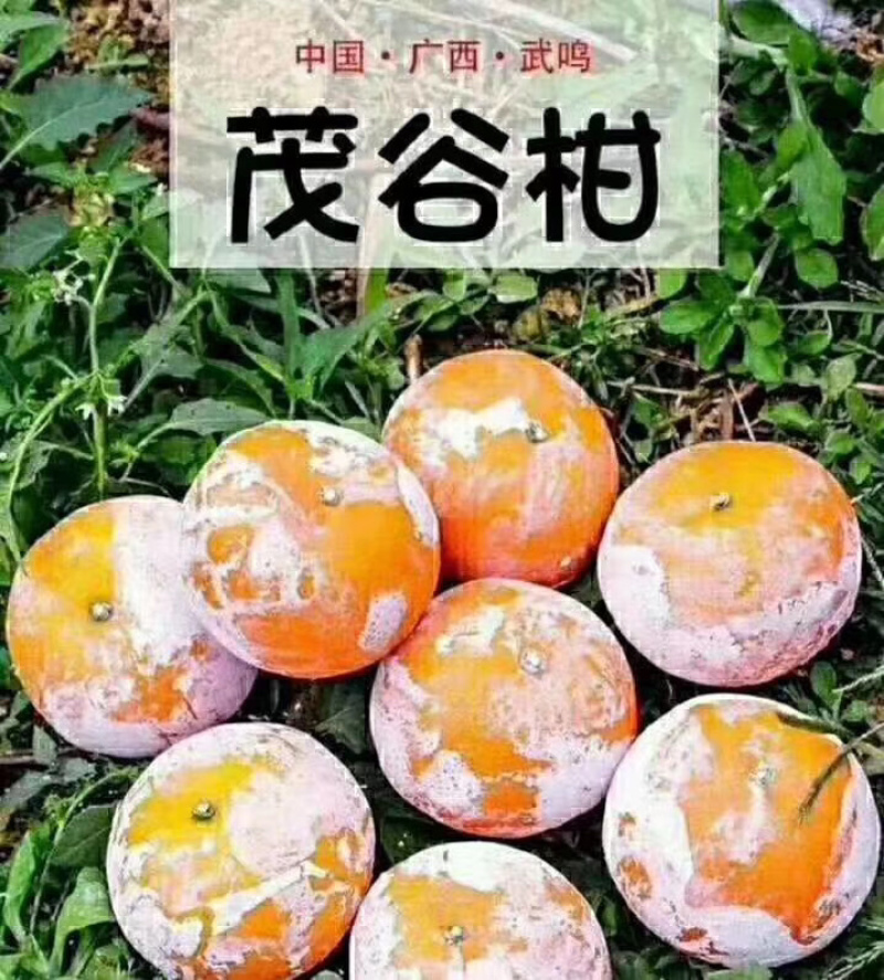 柑橘类