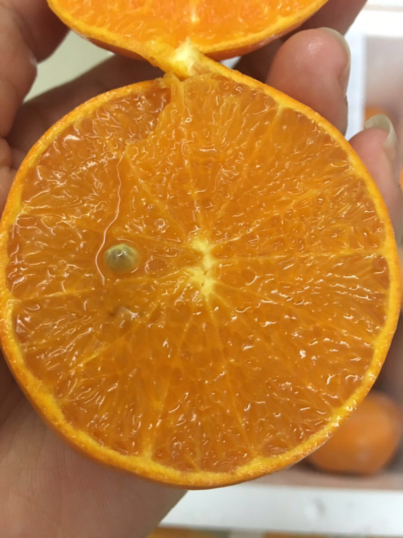 柑橘类