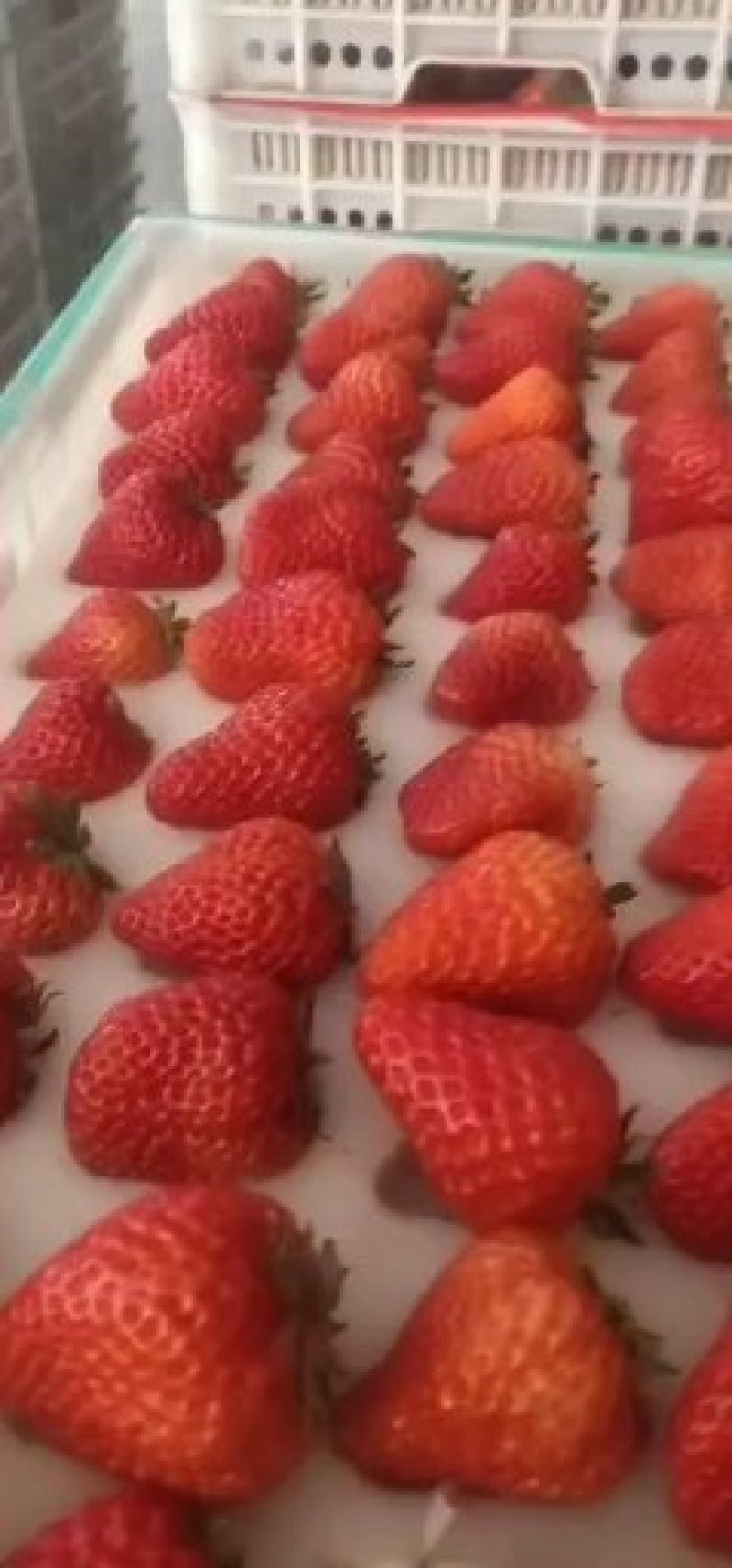 丹东九九草莓，红颜草莓，电商.商超直供，对接市场批发零售