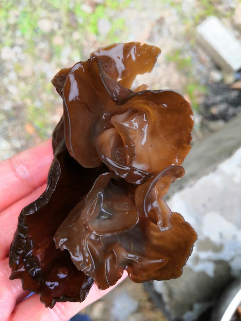 木耳