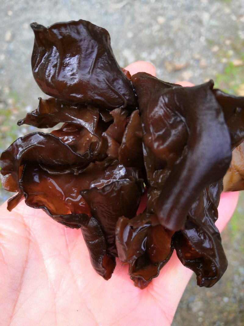 木耳