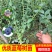 盆栽地栽蓝莓苗，蓝莓树苗，果树苗花卉，室内绿植盆景