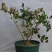 盆栽地栽蓝莓苗，蓝莓树苗，果树苗花卉，室内绿植盆景