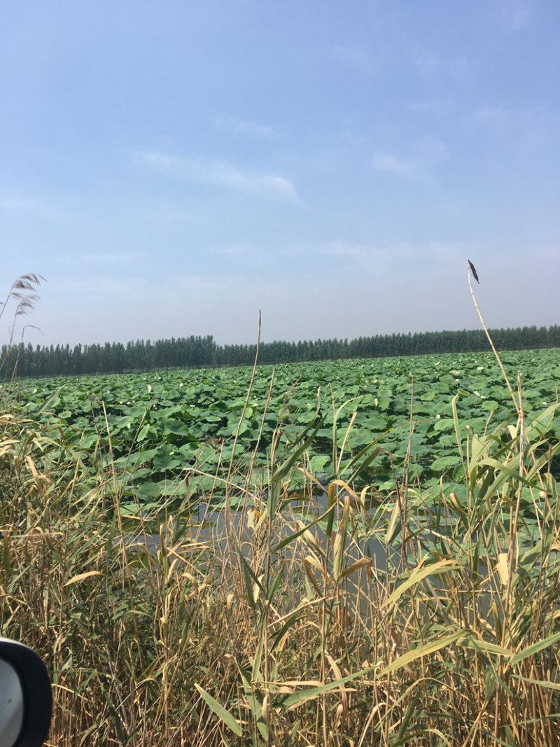山东鱼台万亩小龙虾养殖基地，各种规格成品，虾苗