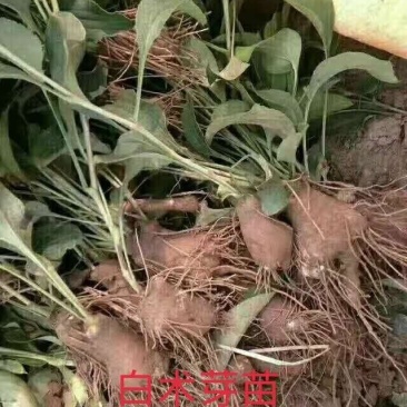 白术改良芽苗高产白术种芽，保证品种纯正，保质保量，信誉至上