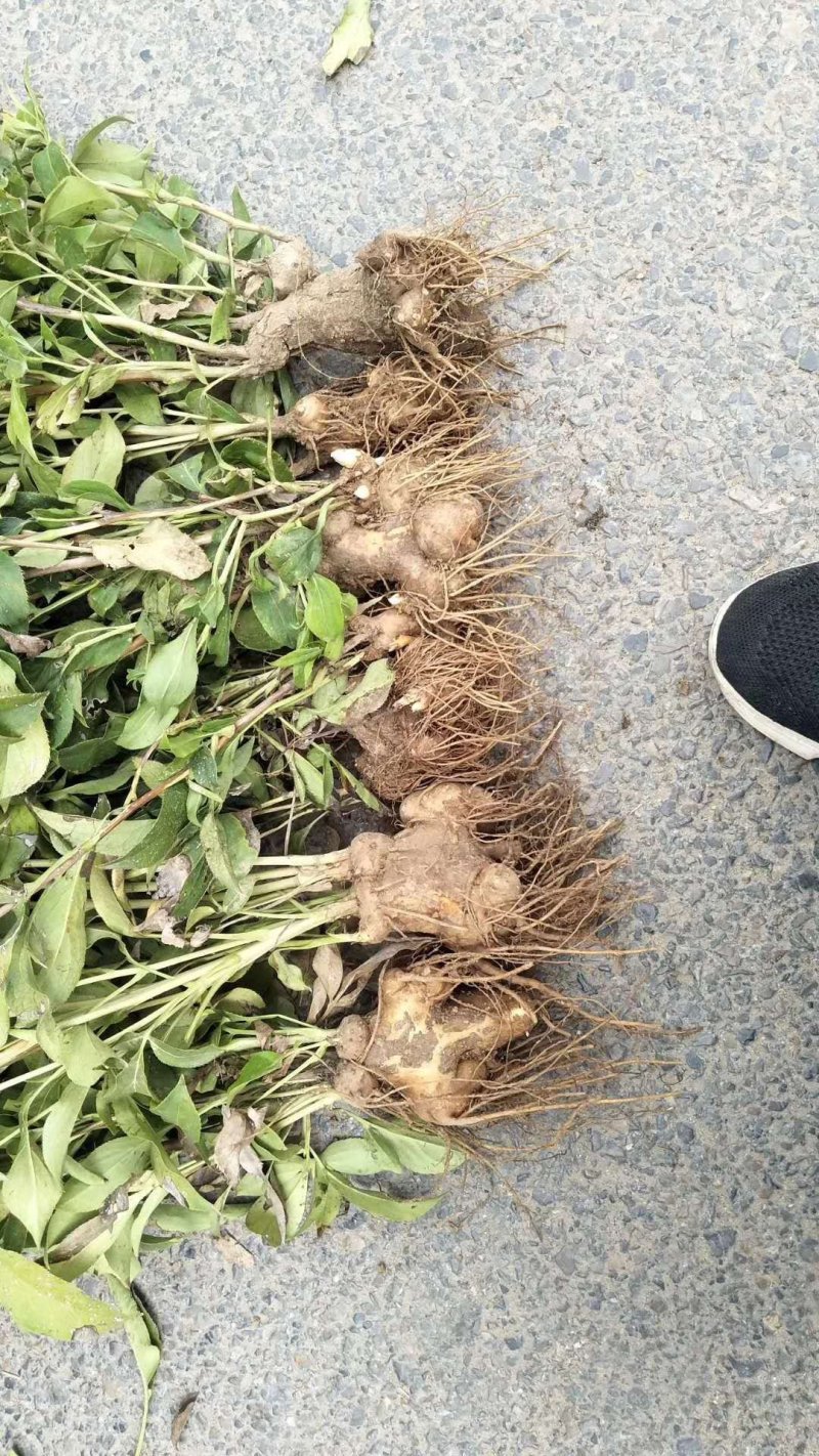白术改良芽苗高产白术种芽，保证品种纯正，保质保量，信誉至上