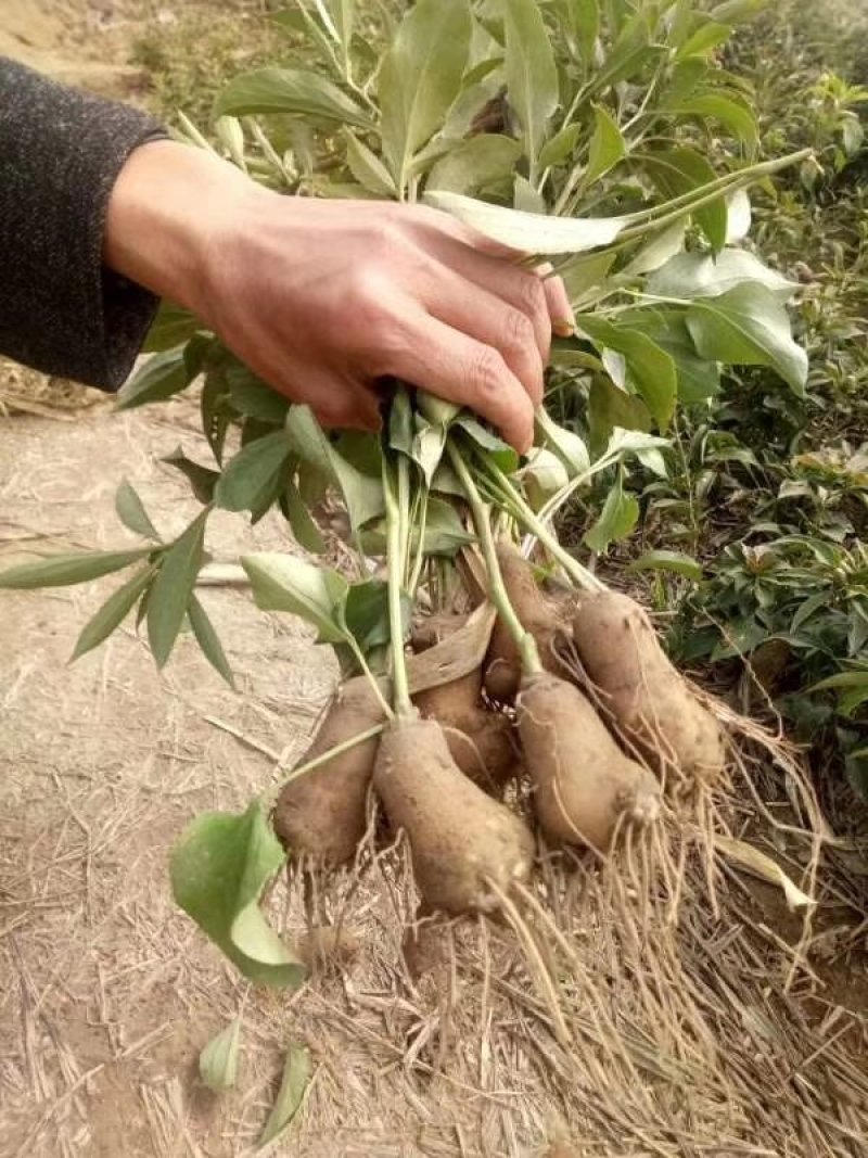 白术改良芽苗高产白术种芽，保证品种纯正，保质保量，信誉至上