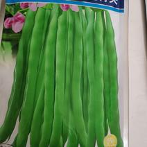 绿领红花青荚四季豆种子