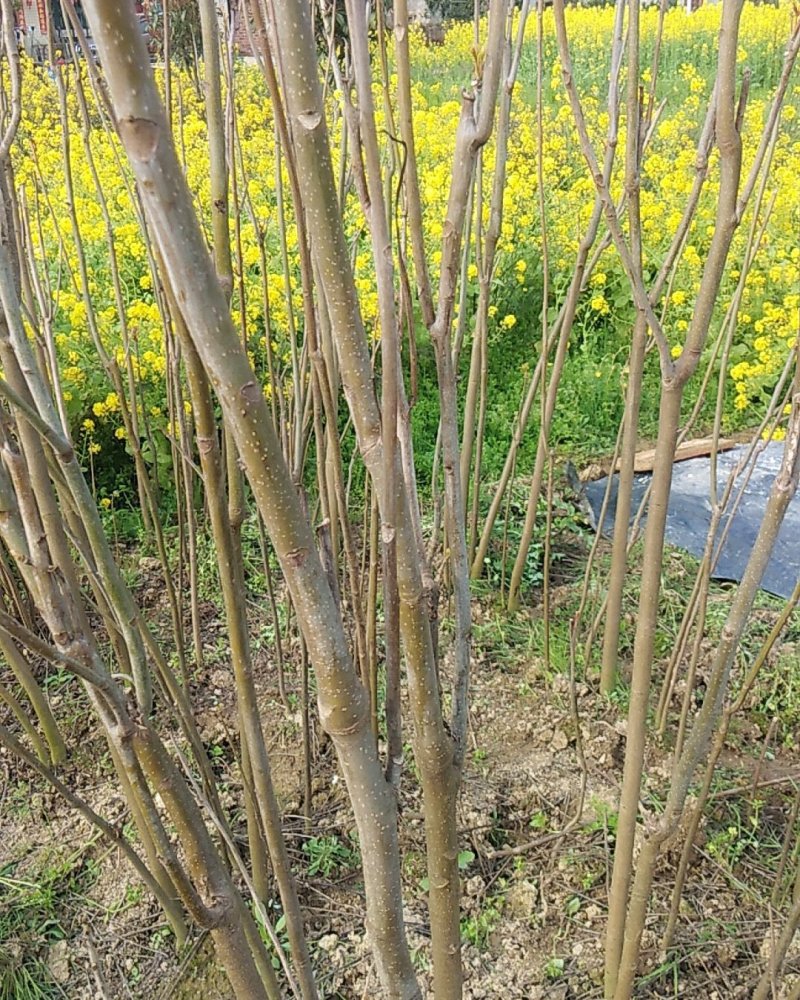 香椿苗