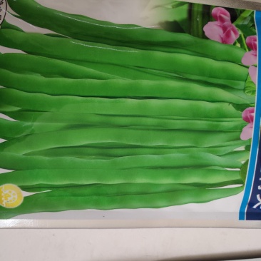 绿领红花青荚四季豆种子