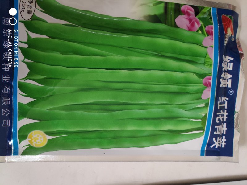 绿领红花青荚四季豆种子