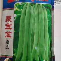 绿领聚宝盆架豆种子早中熟耐热性强