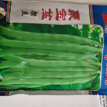 绿领聚宝盆架豆种子早中熟耐热性强