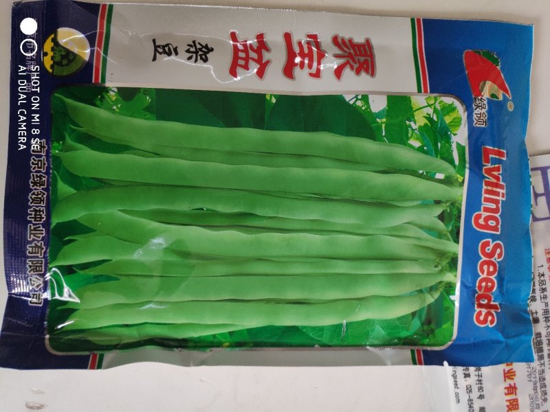 绿领聚宝盆架豆种子早中熟耐热性强