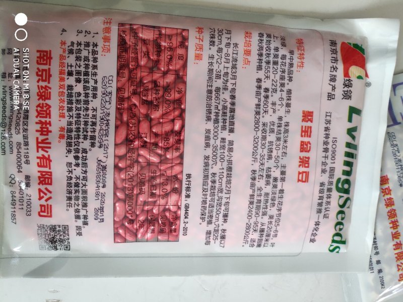 绿领聚宝盆架豆种子早中熟耐热性强
