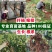 甜蜜蓝宝石葡萄苗，新品种嫁接果树，大苗盆栽地栽，当年结