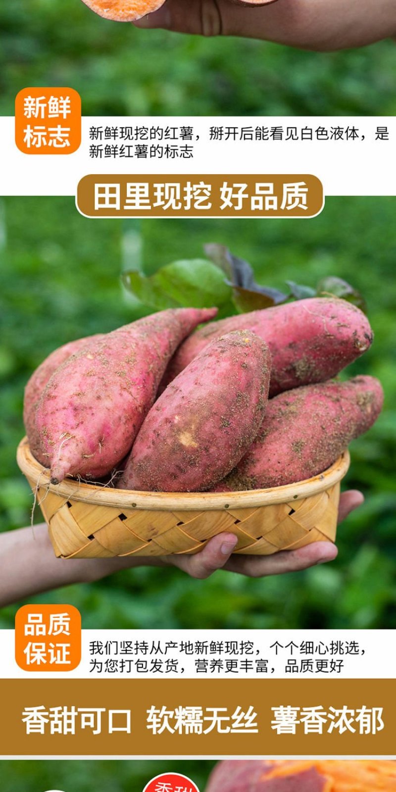 沙地地瓜六鳌西瓜红红薯新鲜蔬菜红心蜜薯番薯