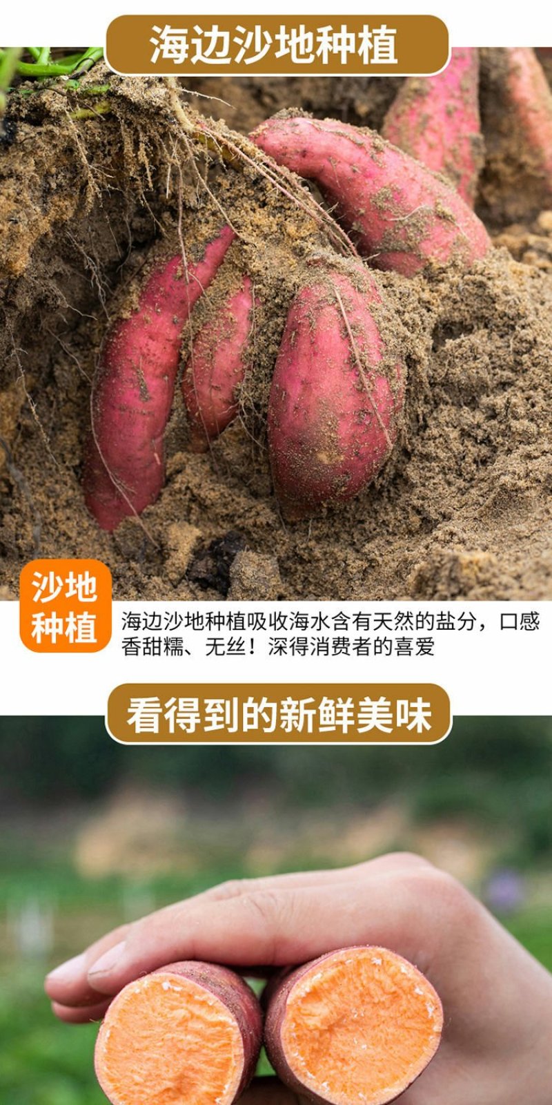 沙地地瓜六鳌西瓜红红薯新鲜蔬菜红心蜜薯番薯