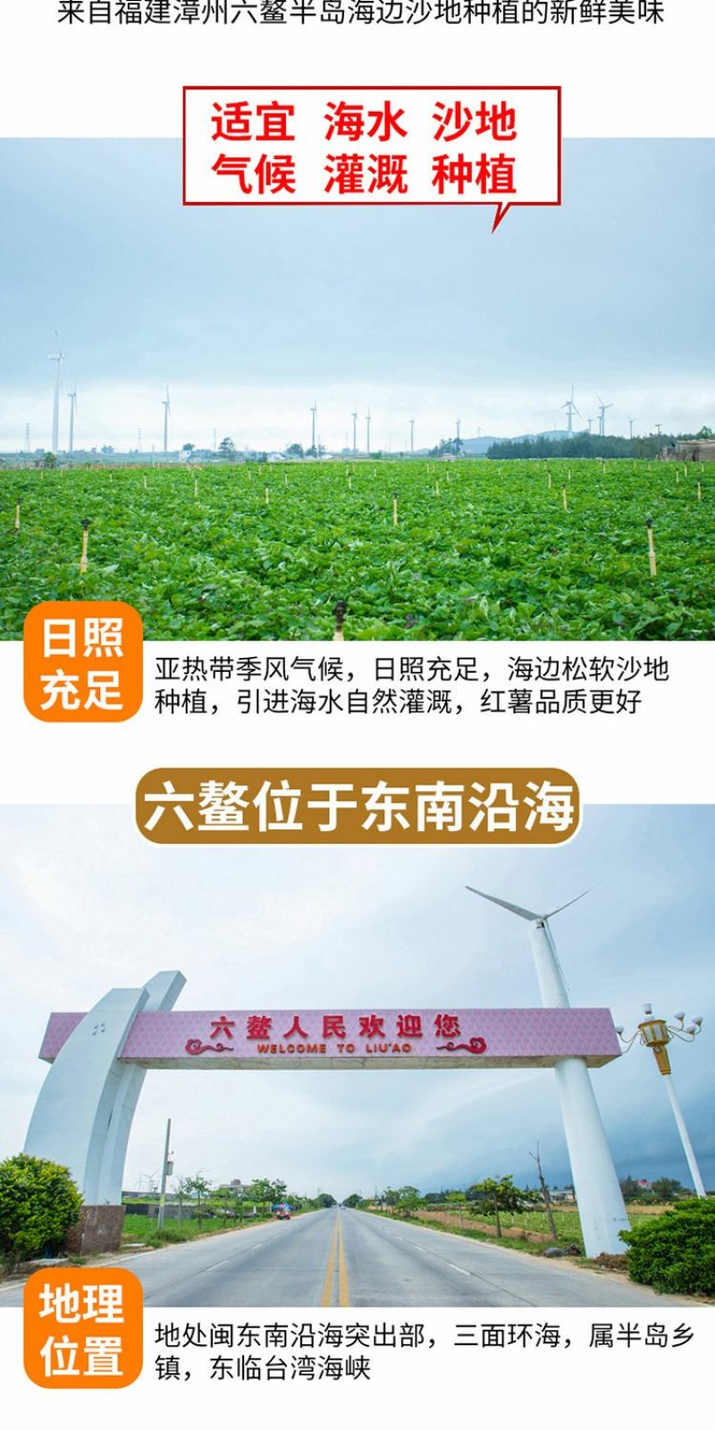 沙地地瓜六鳌西瓜红红薯新鲜蔬菜红心蜜薯番薯