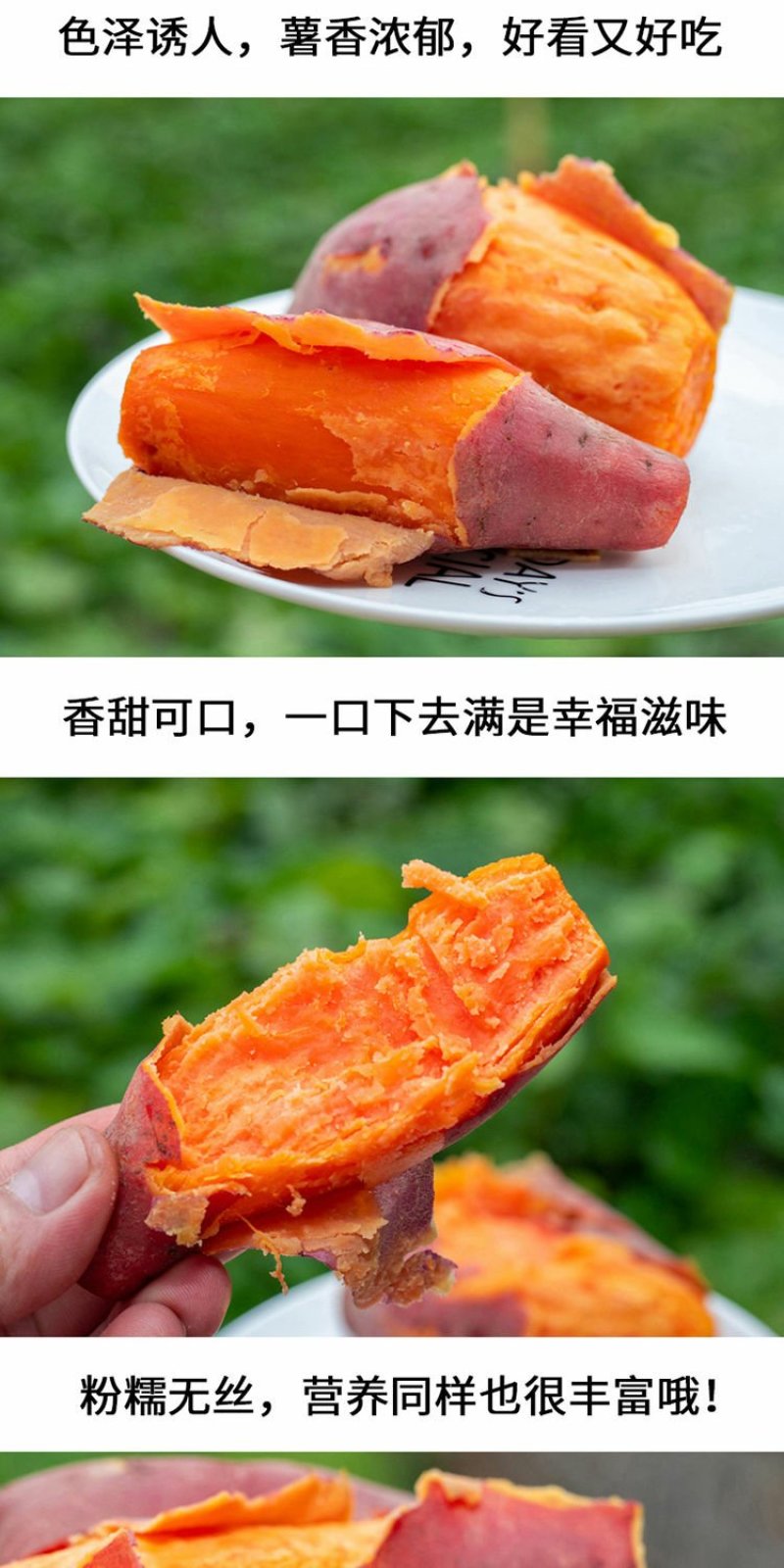 沙地地瓜六鳌西瓜红红薯新鲜蔬菜红心蜜薯番薯