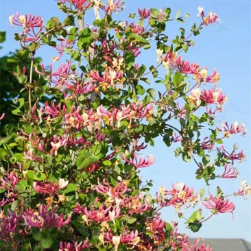 金银花苗，爬藤植物，红花，黄花，四季开花盆景金银花