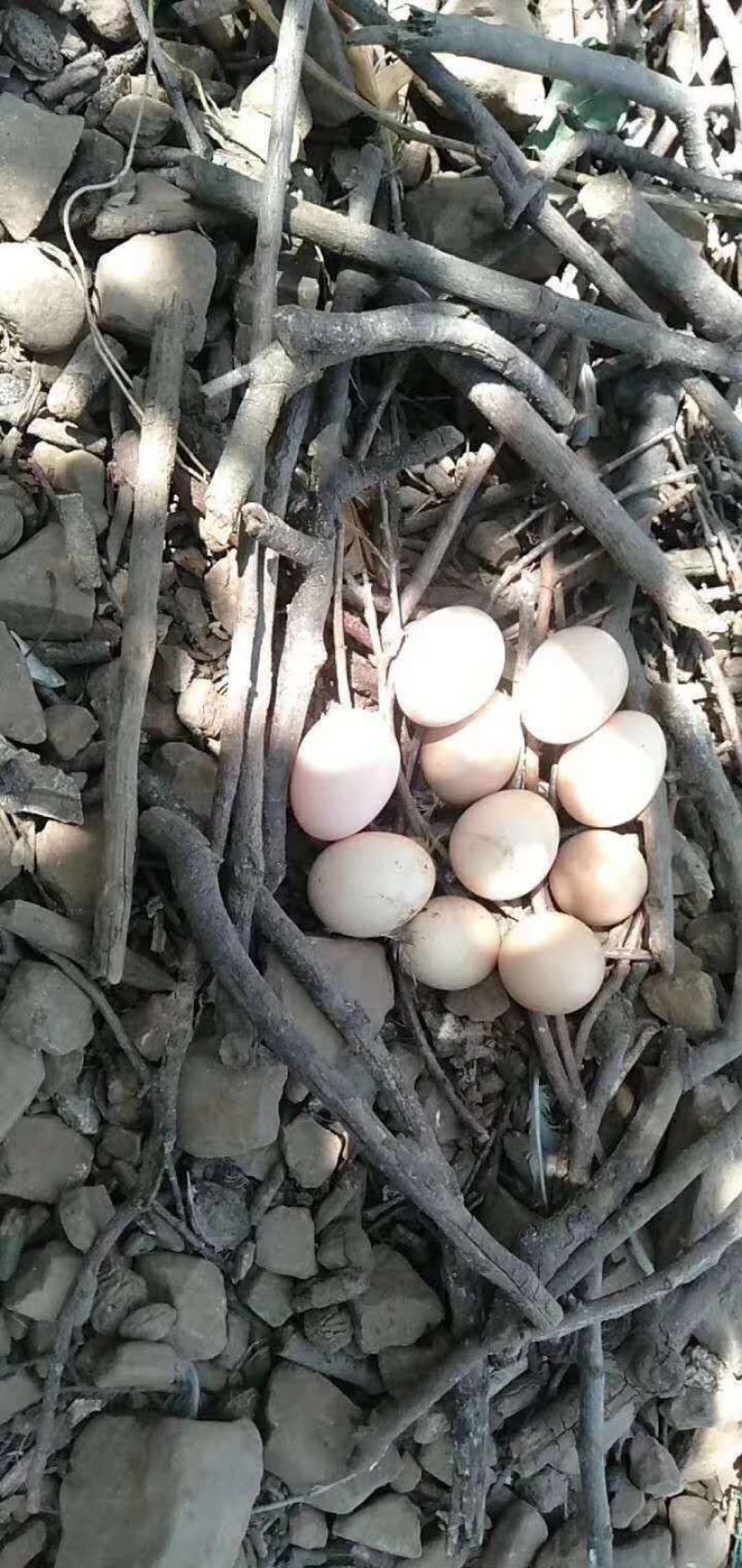 正宗山区林间散养土鸡蛋虫草蛋现捡现发无污染食五谷杂粮