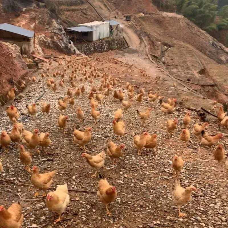 正宗山区林间散养土鸡蛋虫草蛋现捡现发无污染食五谷杂粮
