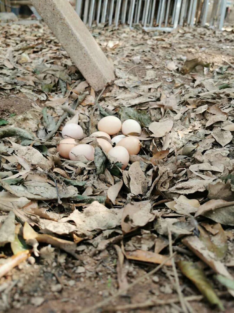 正宗山区林间散养土鸡蛋虫草蛋现捡现发无污染食五谷杂粮
