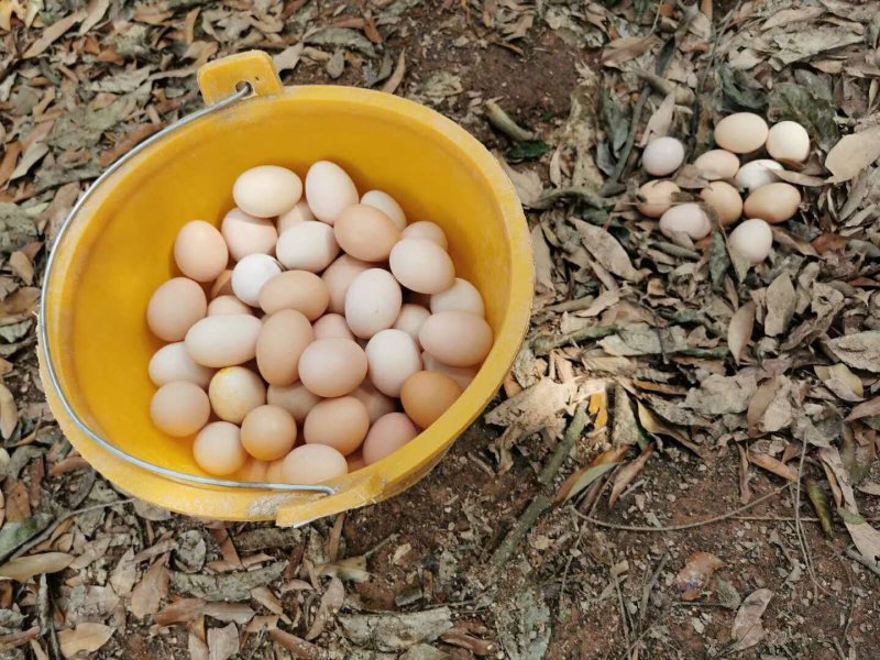 正宗山区林间散养土鸡蛋虫草蛋现捡现发无污染食五谷杂粮