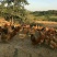 正宗山区林间散养土鸡蛋虫草蛋现捡现发无污染食五谷杂粮