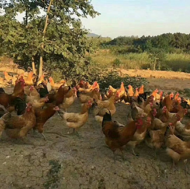 正宗山区林间散养土鸡蛋虫草蛋现捡现发无污染食五谷杂粮