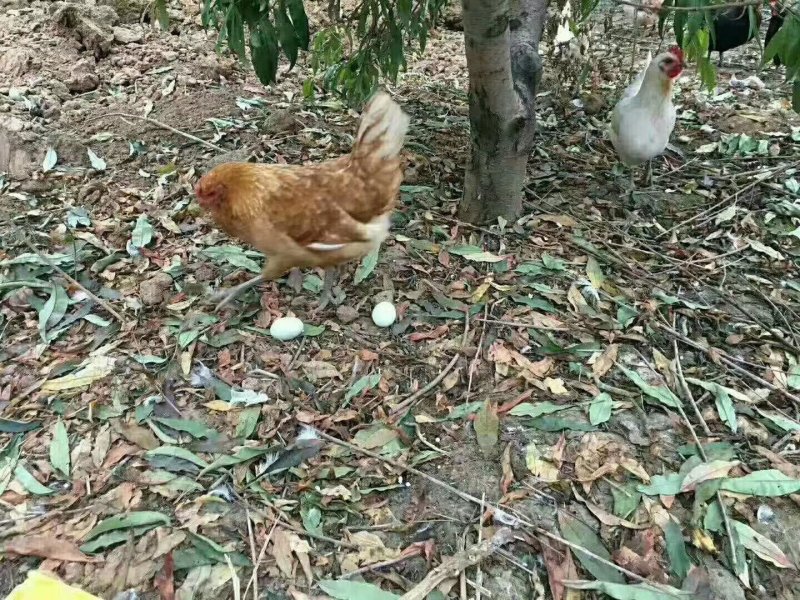 正宗山区林间散养土鸡蛋虫草蛋现捡现发无污染食五谷杂粮