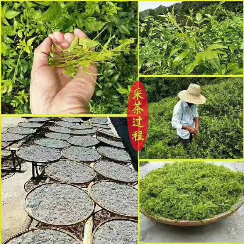 张家界霉茶，，，，，，，，，