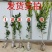 砂糖橘子苗，盆栽带果，南方种当年结果，沙糖大桔子树苗