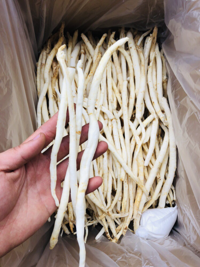 川明参四川金堂货，需要的联系量大从优