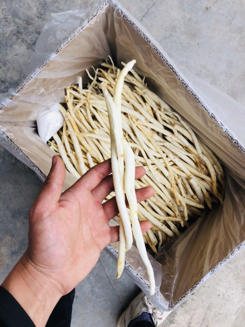 川明参四川金堂货，需要的联系量大从优