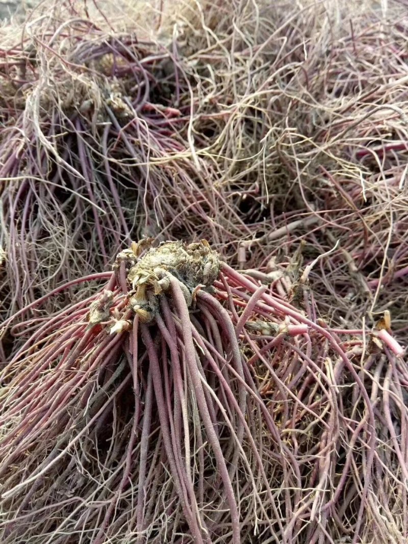 紫菀种苗，适合沙地种植，亩效益万元提供种植技术指导