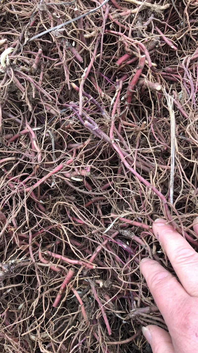 紫菀种苗，适合沙地种植，亩效益万元提供种植技术指导