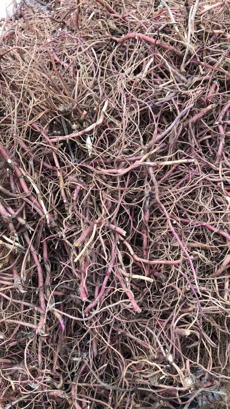 紫菀种苗，适合沙地种植，亩效益万元提供种植技术指导
