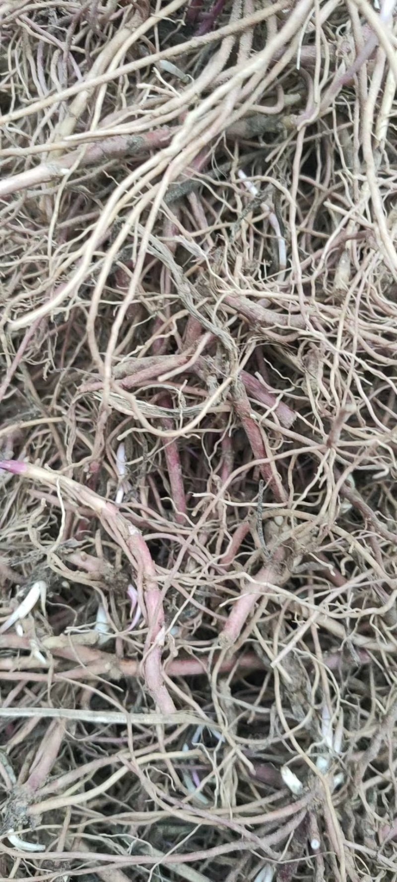 紫菀种苗，适合沙地种植，亩效益万元提供种植技术指导