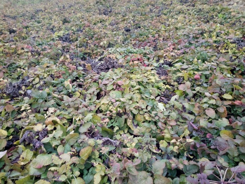 紫菀种苗，适合沙地种植，亩效益万元提供种植技术指导