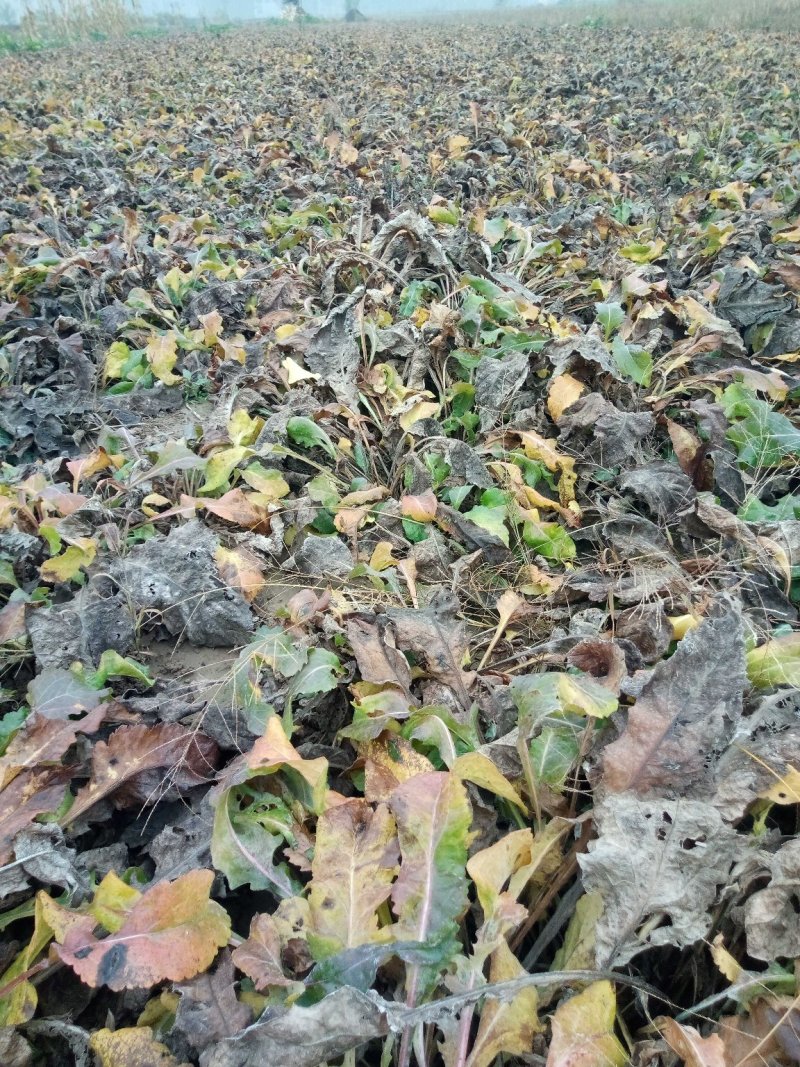 紫菀种苗，适合沙地种植，亩效益万元提供种植技术指导