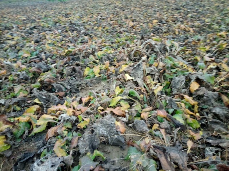 紫菀种苗，适合沙地种植，亩效益万元提供种植技术指导