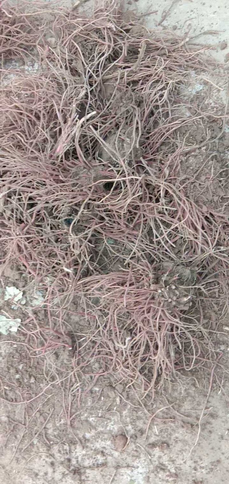 紫菀种苗，适合沙地种植，亩效益万元提供种植技术指导