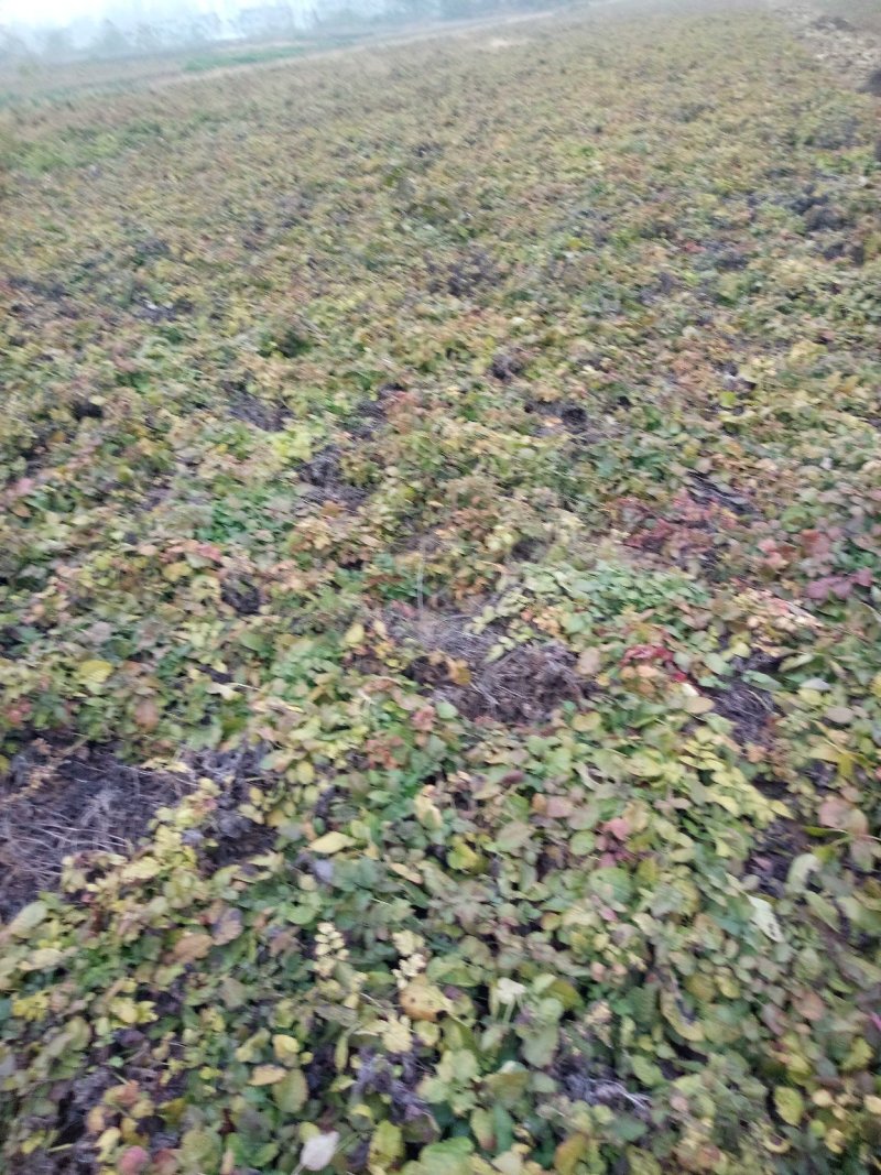 紫菀种苗，适合沙地种植，亩效益万元提供种植技术指导