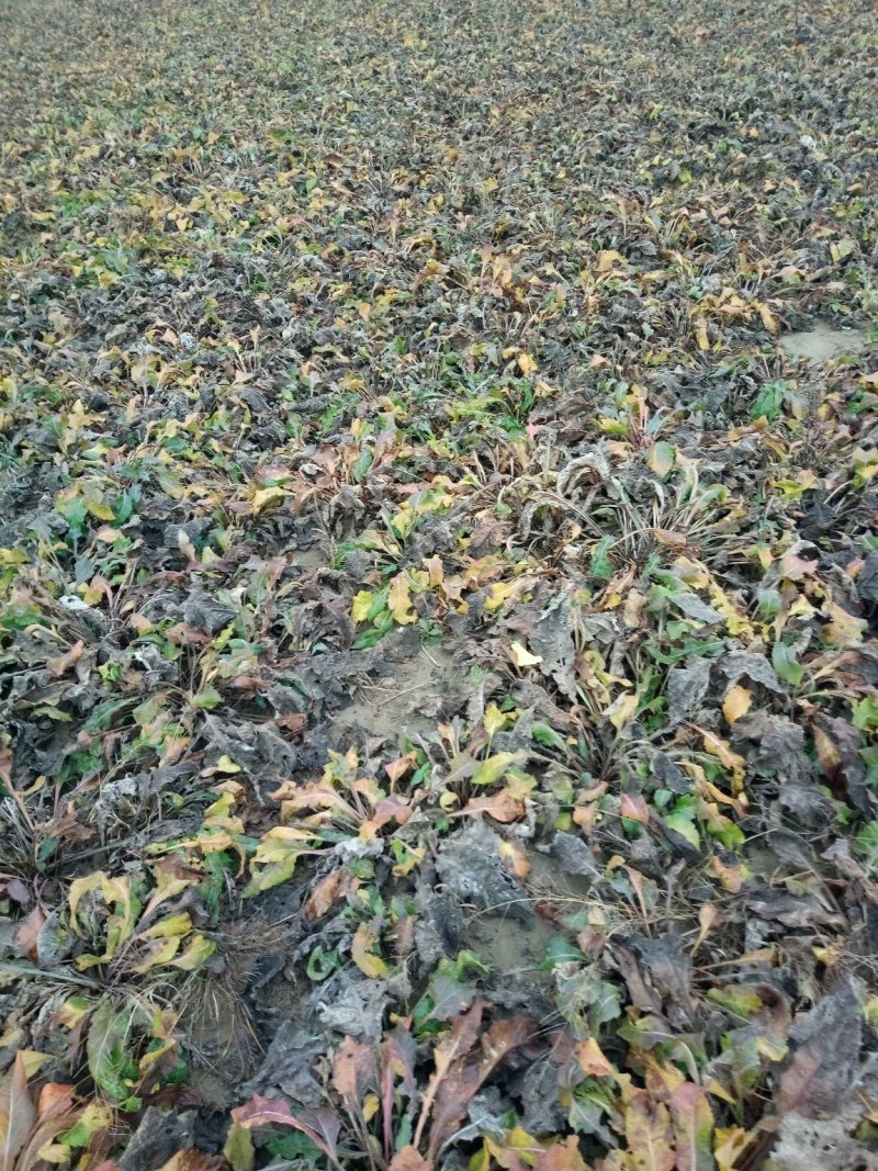 紫菀种苗，适合沙地种植，亩效益万元提供种植技术指导